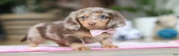 Miniature Dachshund dogs for sale: Callie - Ad 11