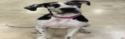 Great Dane dogs for sale: Akoye  - Ad 4