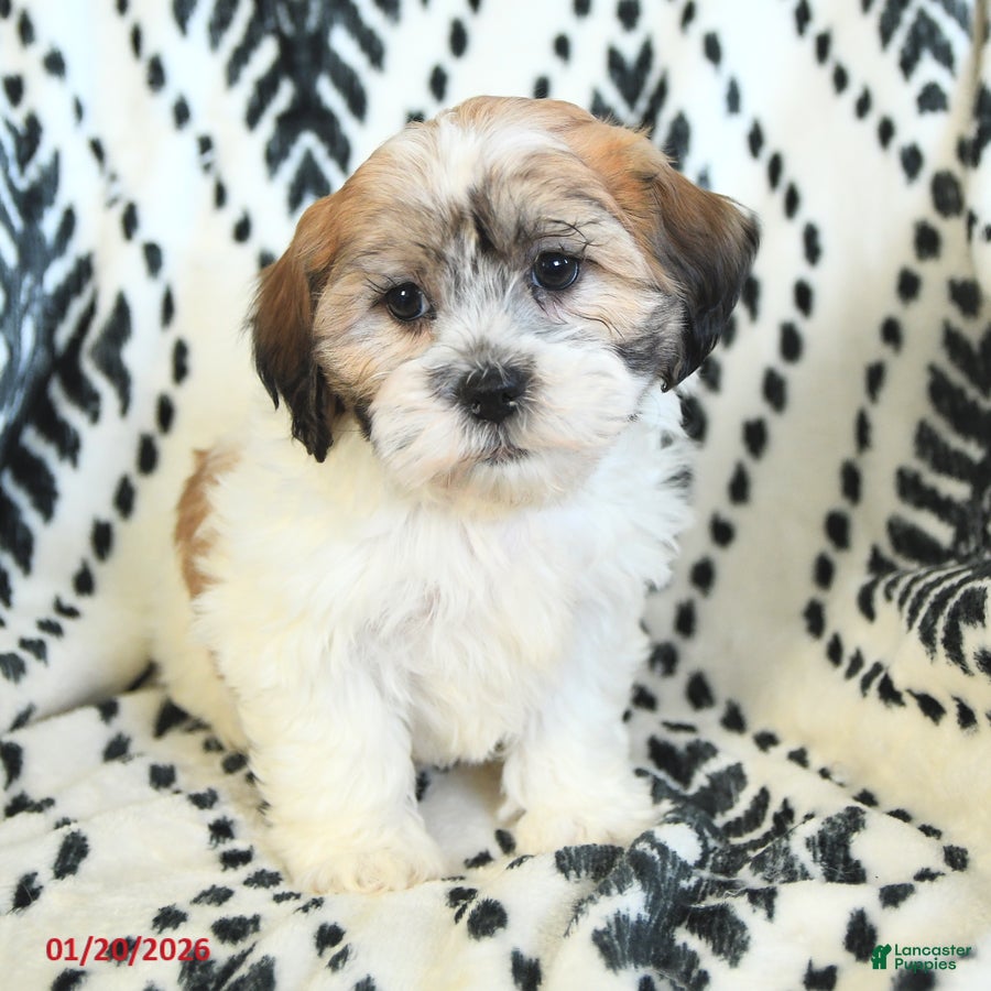 Teddy Bear dogs Rachelle - Ad 1