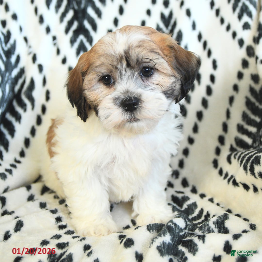 Teddy Bear dogs for sale: Rachelle - Ad 3