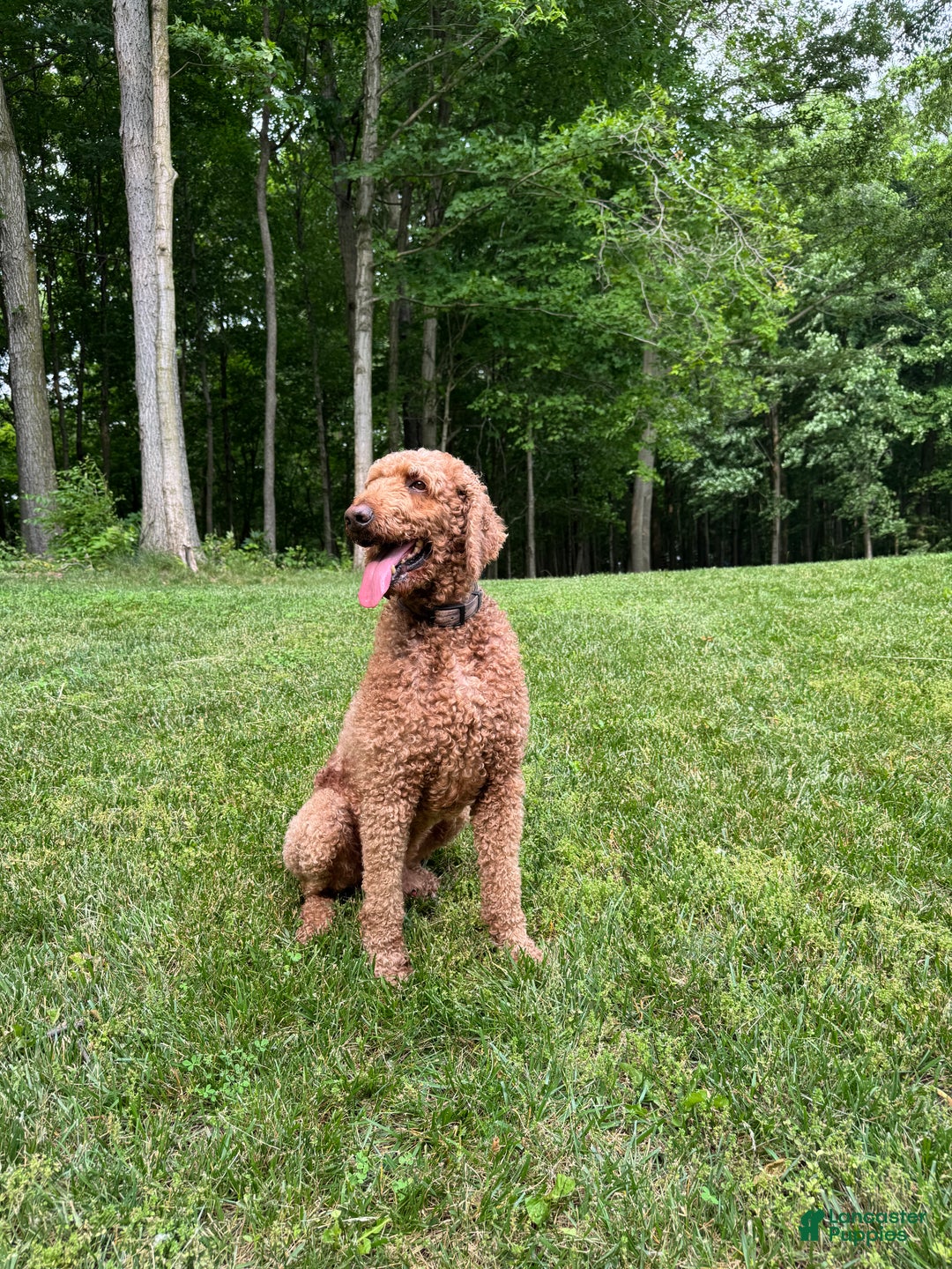 Goldendoodle dogs for sale: Larry - Ad 3