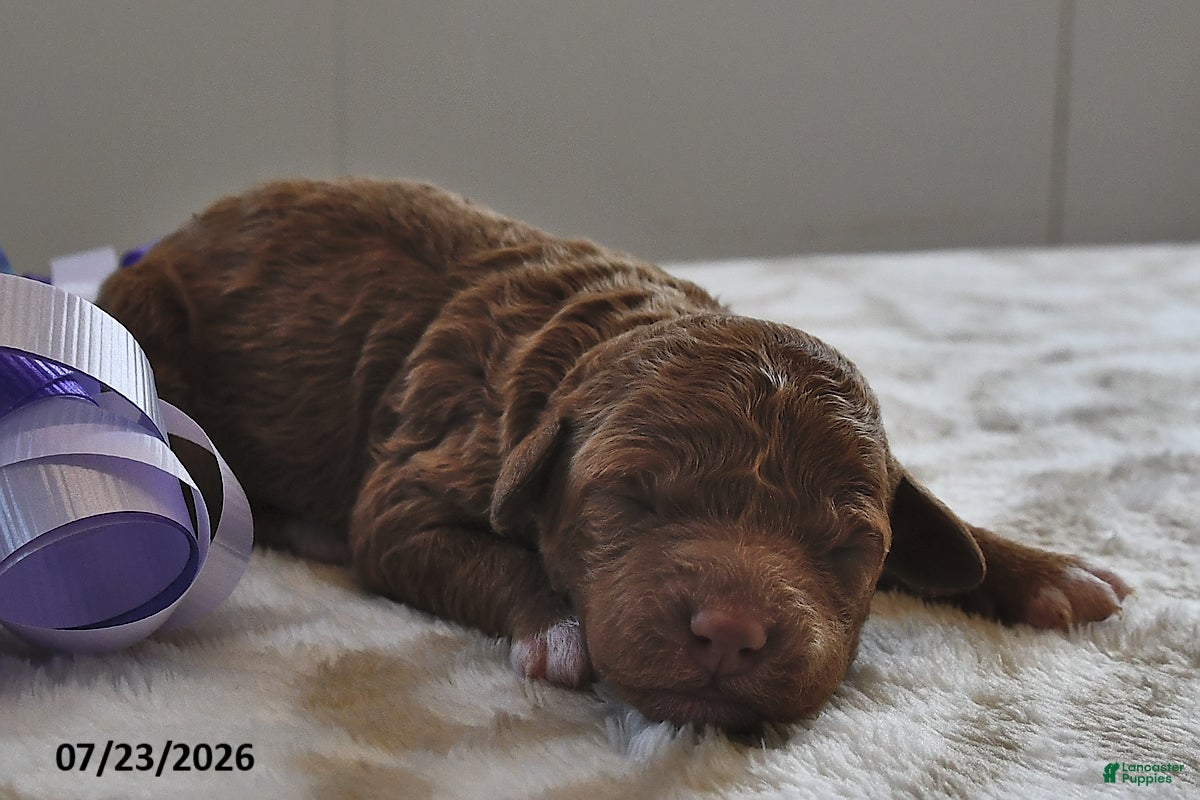 Mini Goldendoodle dogs for sale: Bailey - Ad 1