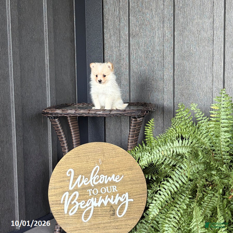 Sadie (Pomeranian, Female) in Rebersburg, PA