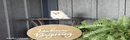 Pomeranian dogs for sale: Sadie - Ad 1