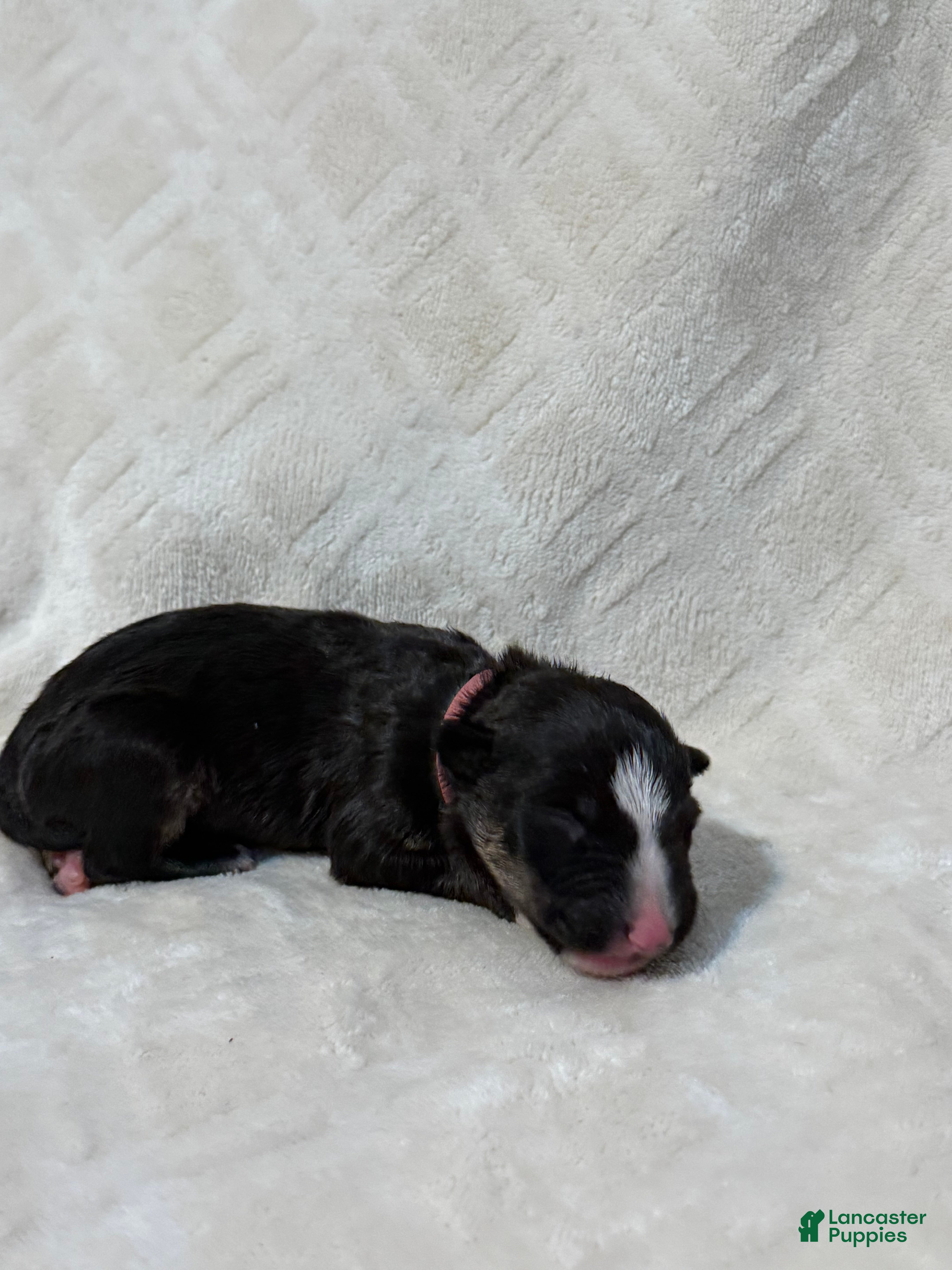 Bull Terrier dogs for sale: BOY 4 - Ad 1
