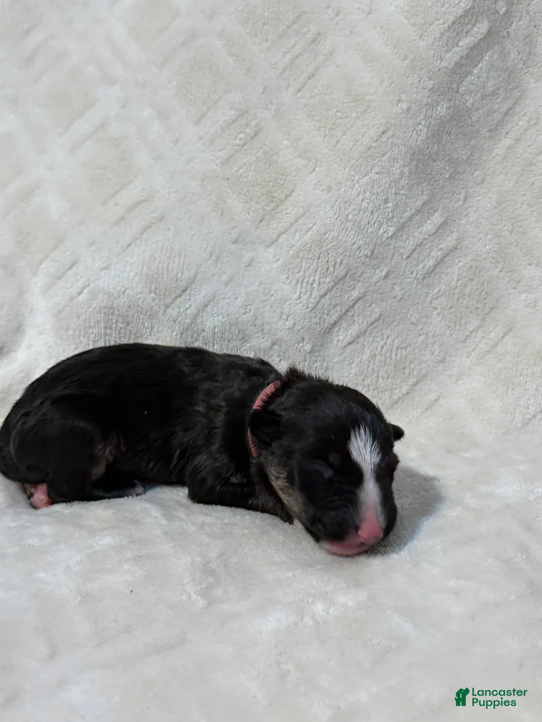 Bull Terrier dogs for sale: BOY 4 - Ad 1