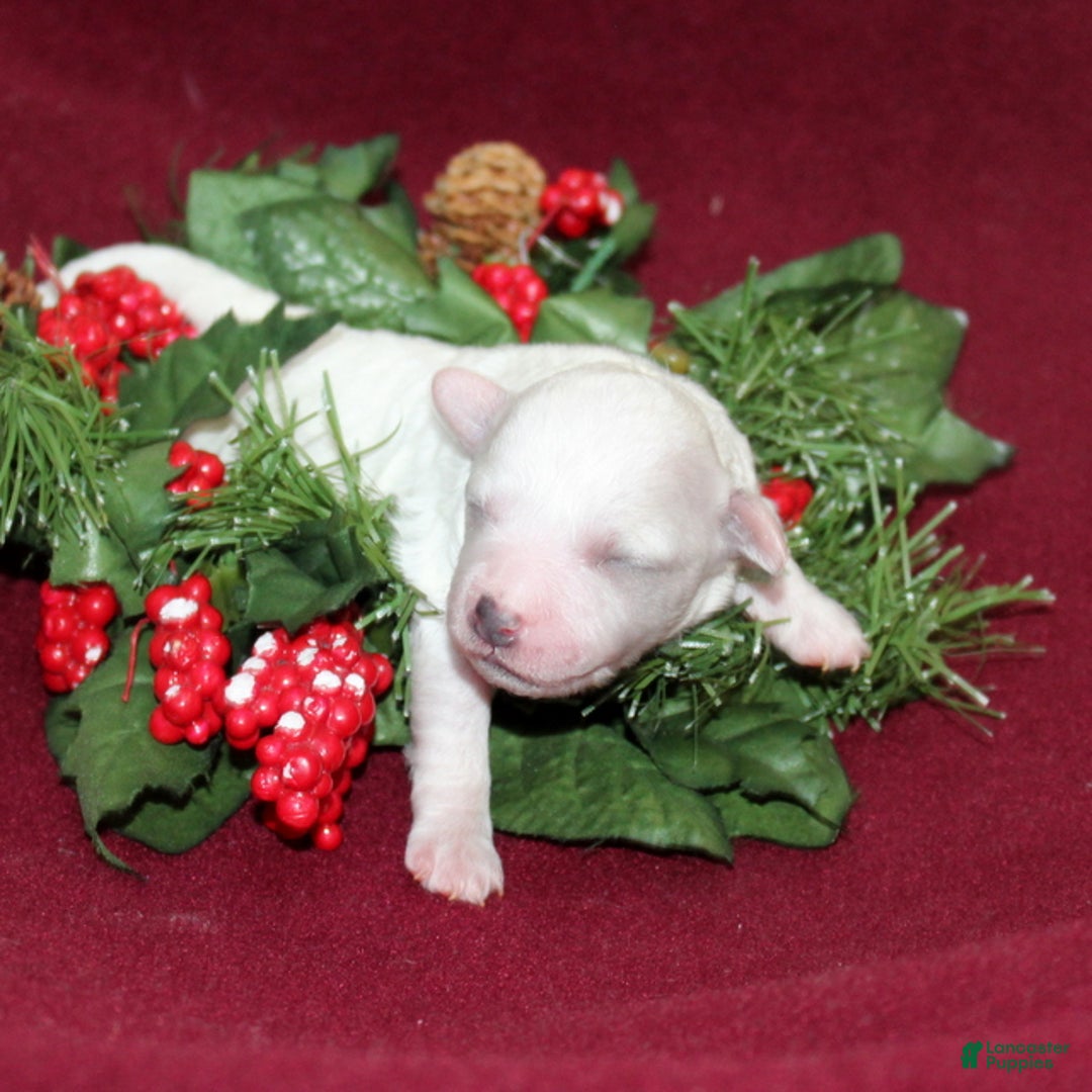 Bichon Frise dogs for sale: Violet - Ad 2