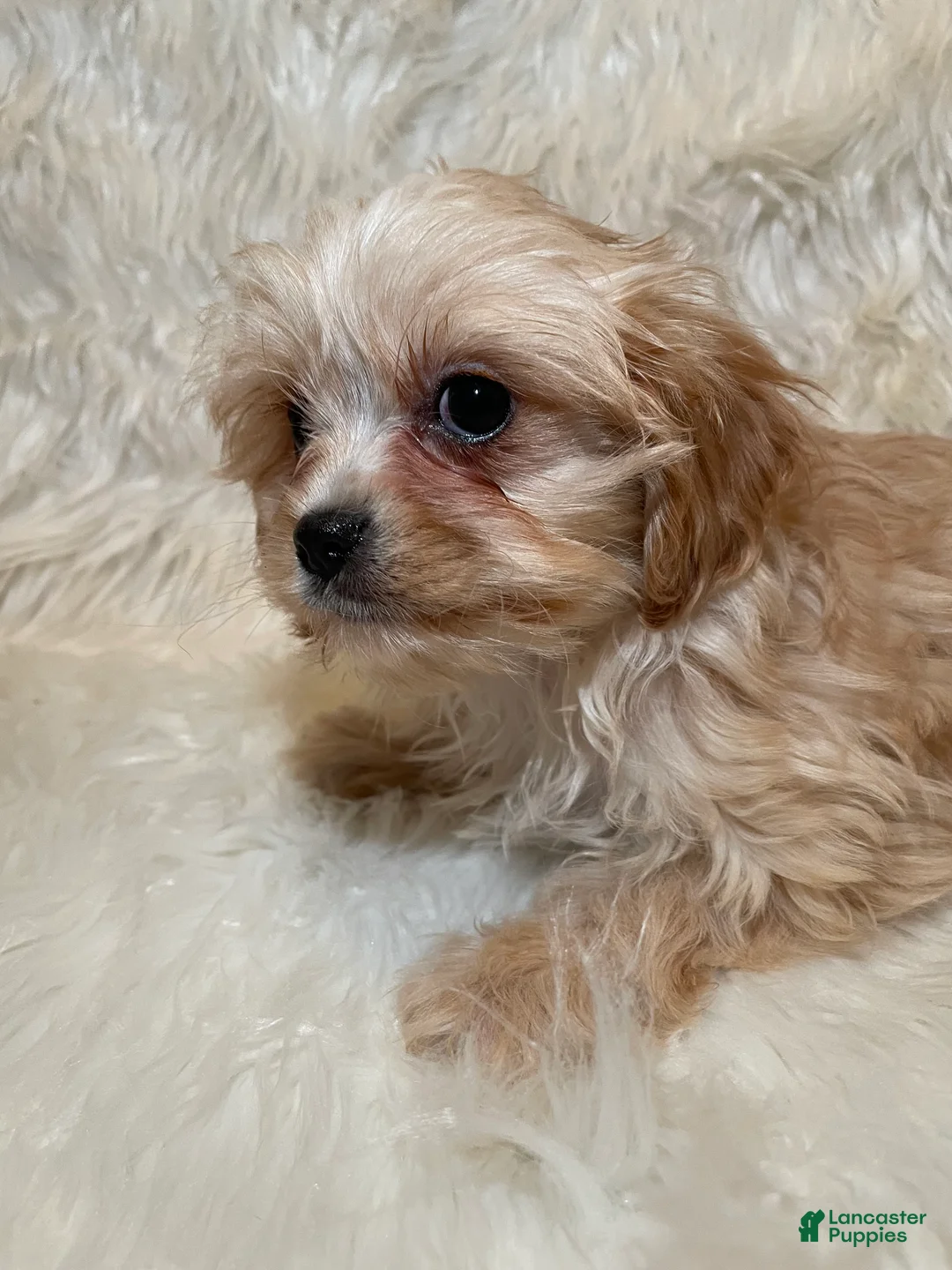 Cavapoo dogs for sale: Cavapoo Puppy 3 - Ad 6