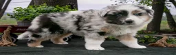 Australian Shepherd dogs for sale: Bandit - Ad 2
