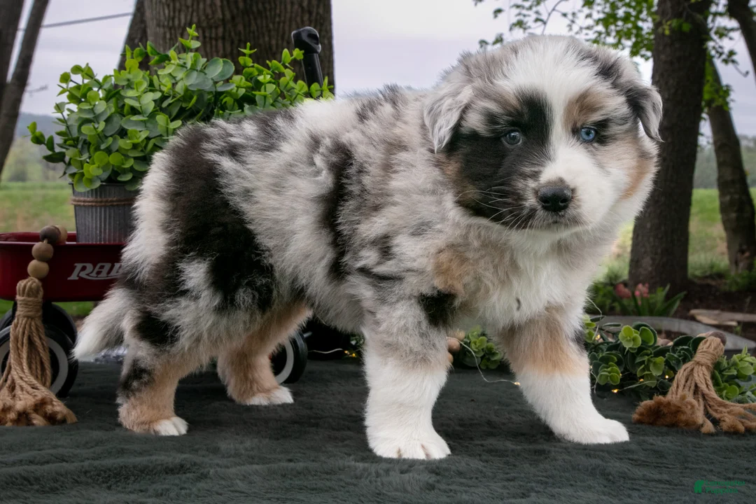 Australian Shepherd dogs for sale: Bandit - Ad 2