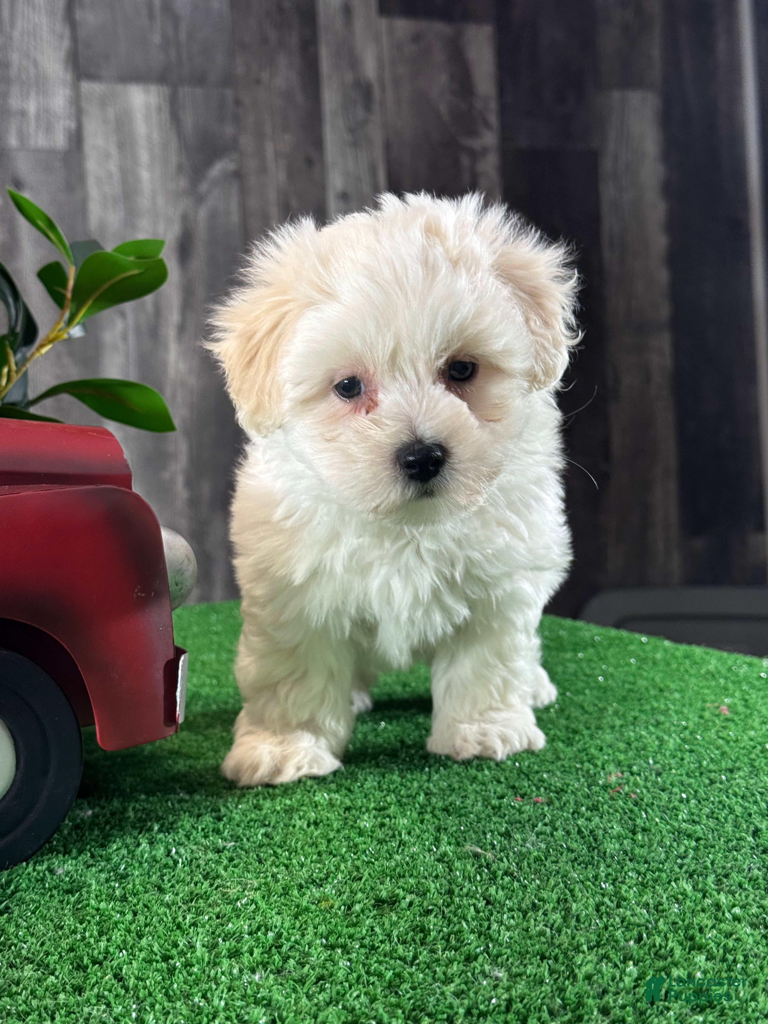 Coton De Tulear dogs Christy - Ad 24