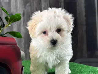 Coton De Tulear dogs Christy - Ad 24