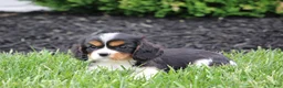 Cavalier King Charles Spaniel dogs for sale: Memo - Ad 3