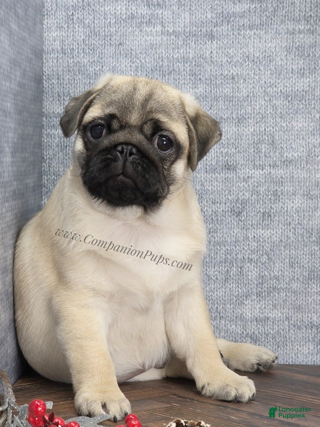 Pug dogs for sale: Best Friend for Life - Brady- Memoriable Christmas Puppy! - Ad 13