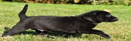 Labrador Retriever dogs for sale: Cade - Ad 6