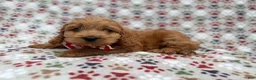 Cockapoo dogs for sale: Pete - Ad 4