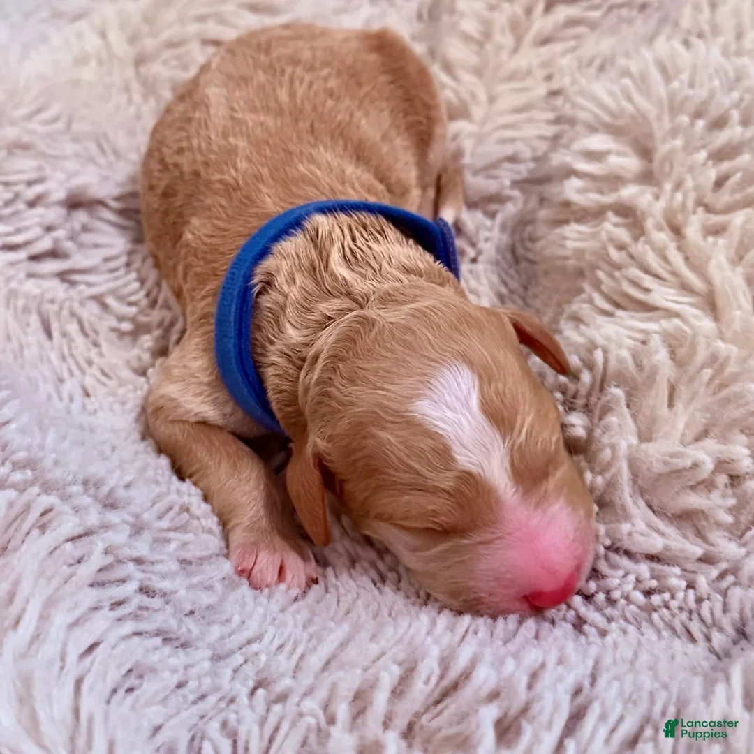 Bernedoodle dogs for sale: Jack - Ad 2