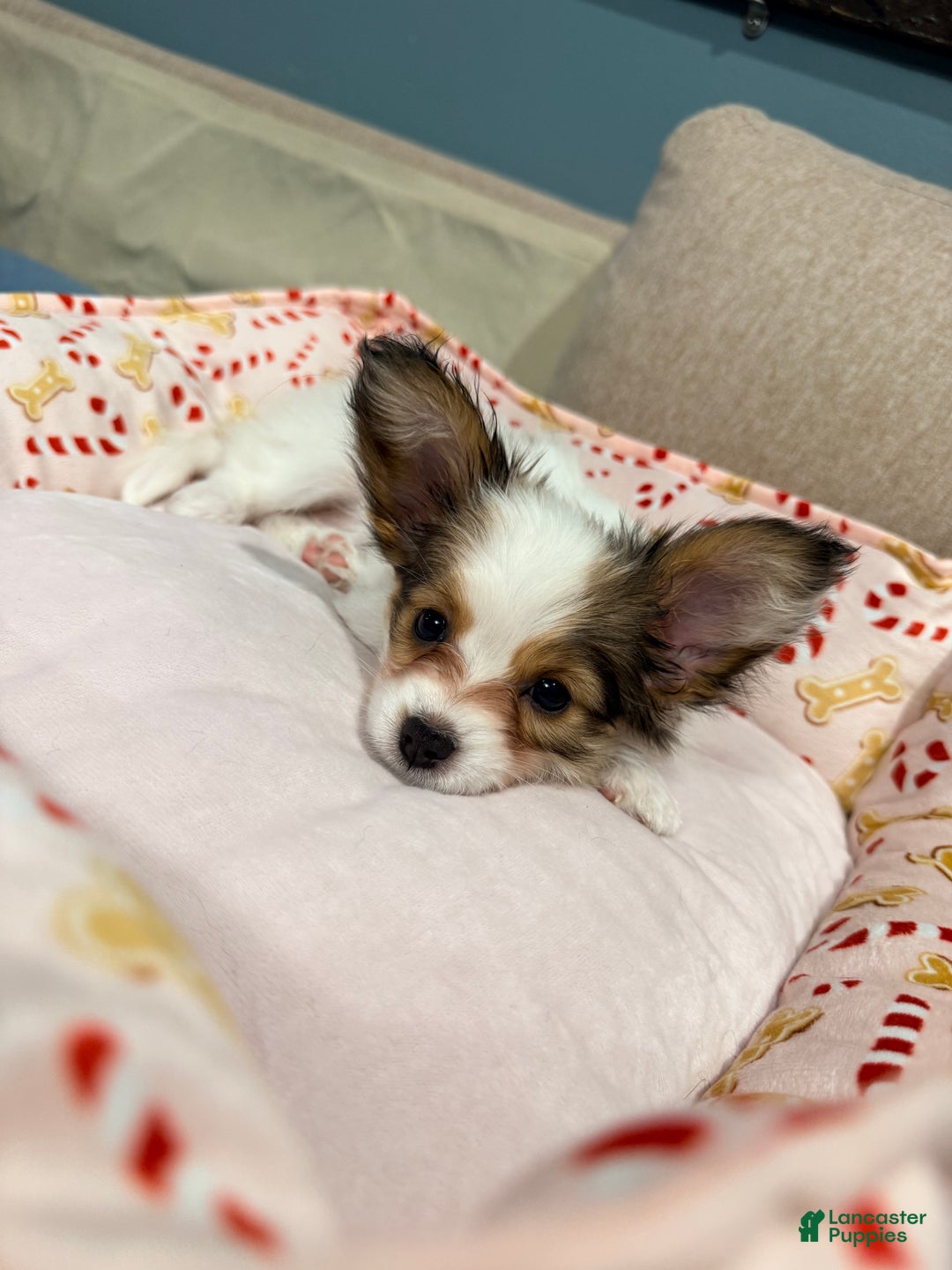 Papillon dogs for sale: Daisy  - Ad 1