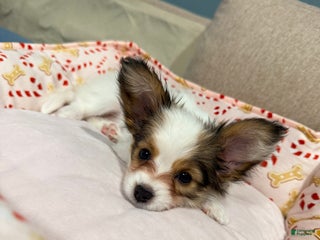 Papillon dogs Daisy - Ad 23