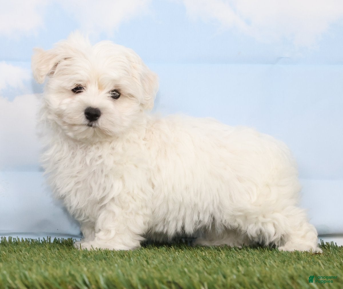 Maltese dogs Colson - Ad 1