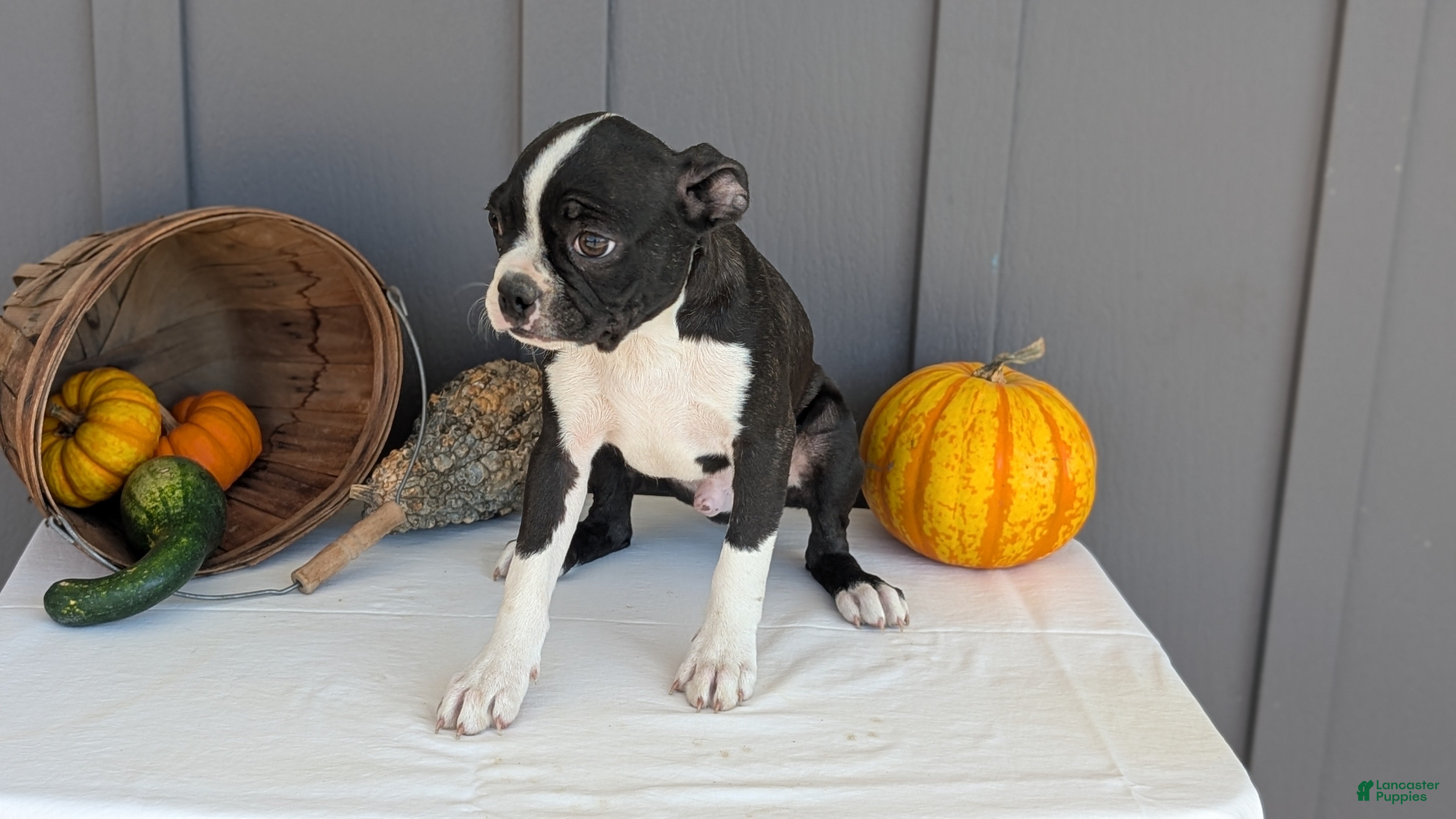 Boston Terrier dogs for sale: Tripp - Ad 2