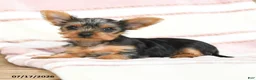 Yorkshire Terrier dogs for sale: Quanda - Ad 4