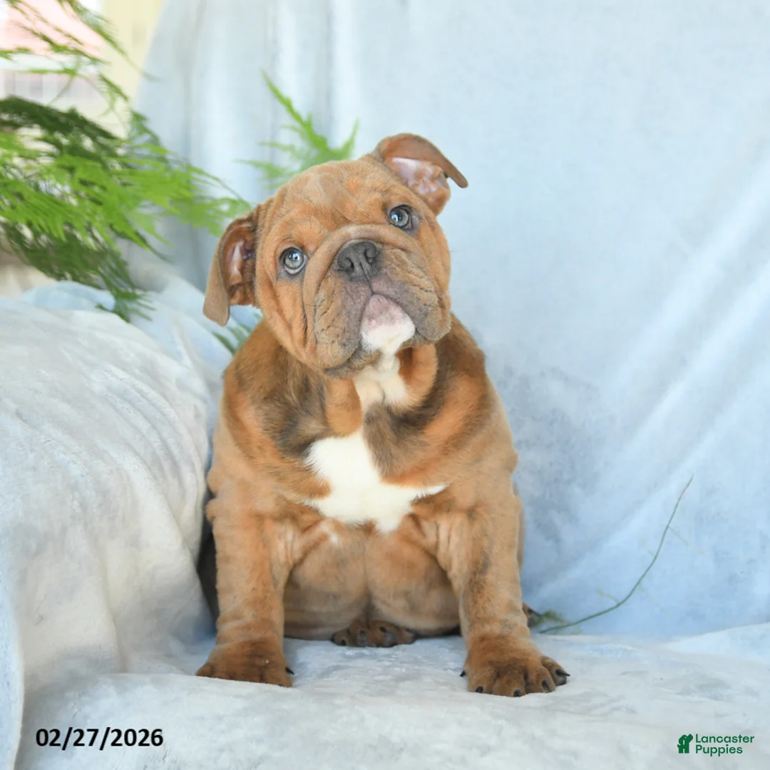 English Bulldog dogs for sale: Sweetheart - Ad 2