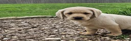 Labrador Retriever dogs for sale: Tanner  - Ad 7