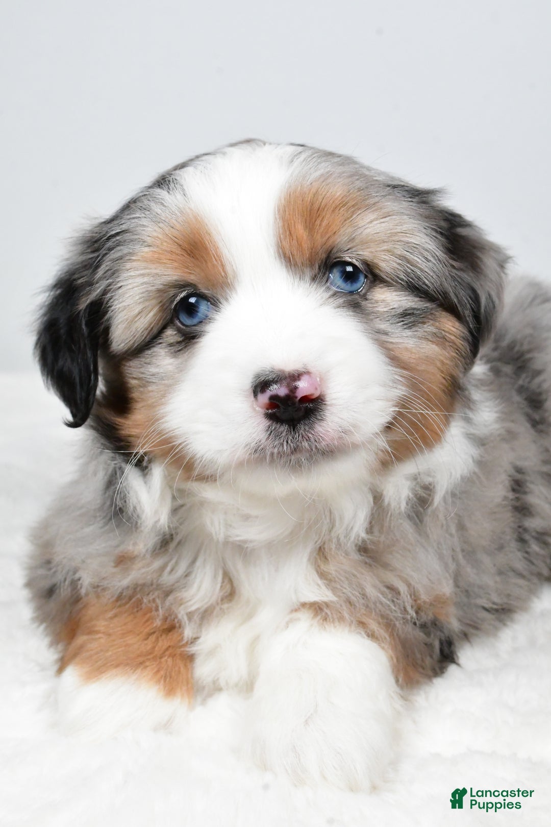 Miniature Australian Shepherd dogs for sale: Queeny - Ad 2