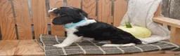 Cavalier King Charles Spaniel dogs for sale: Wade - Ad 4