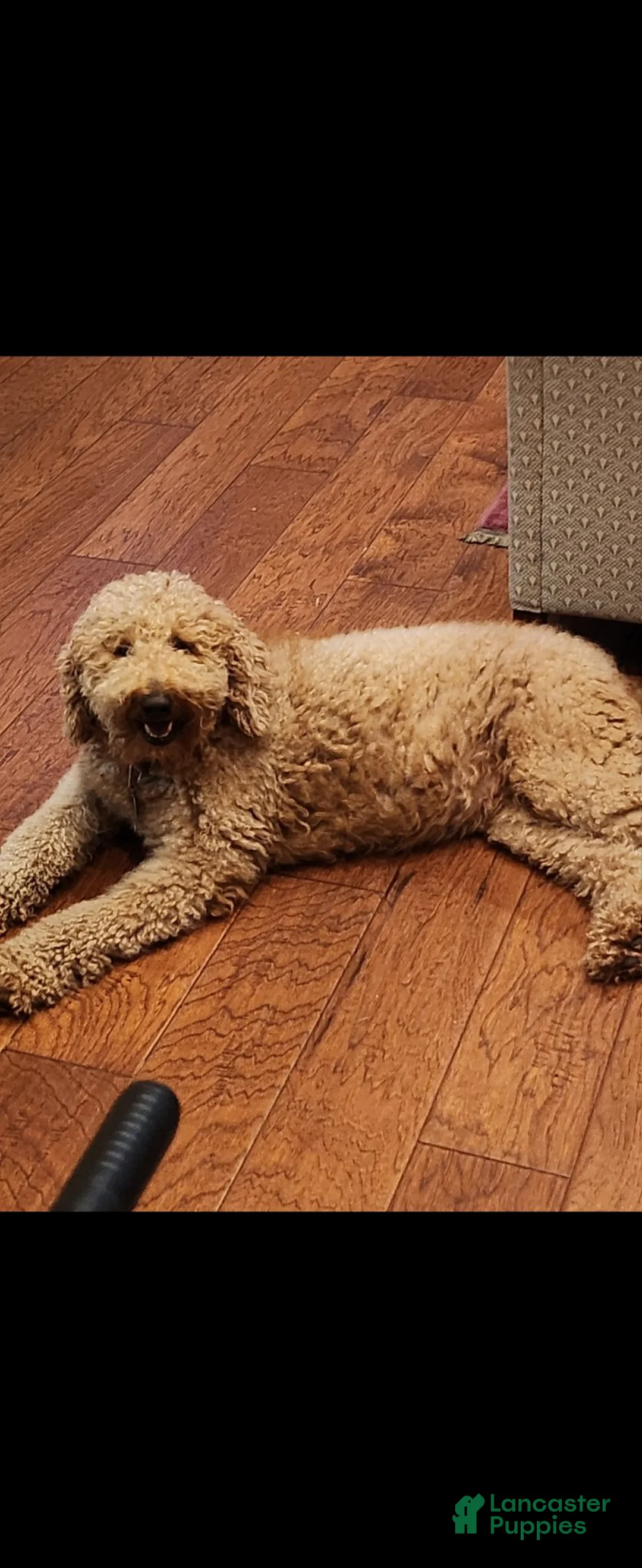 Goldendoodle dogs for sale: Goldendoodle 6 - Ad 2