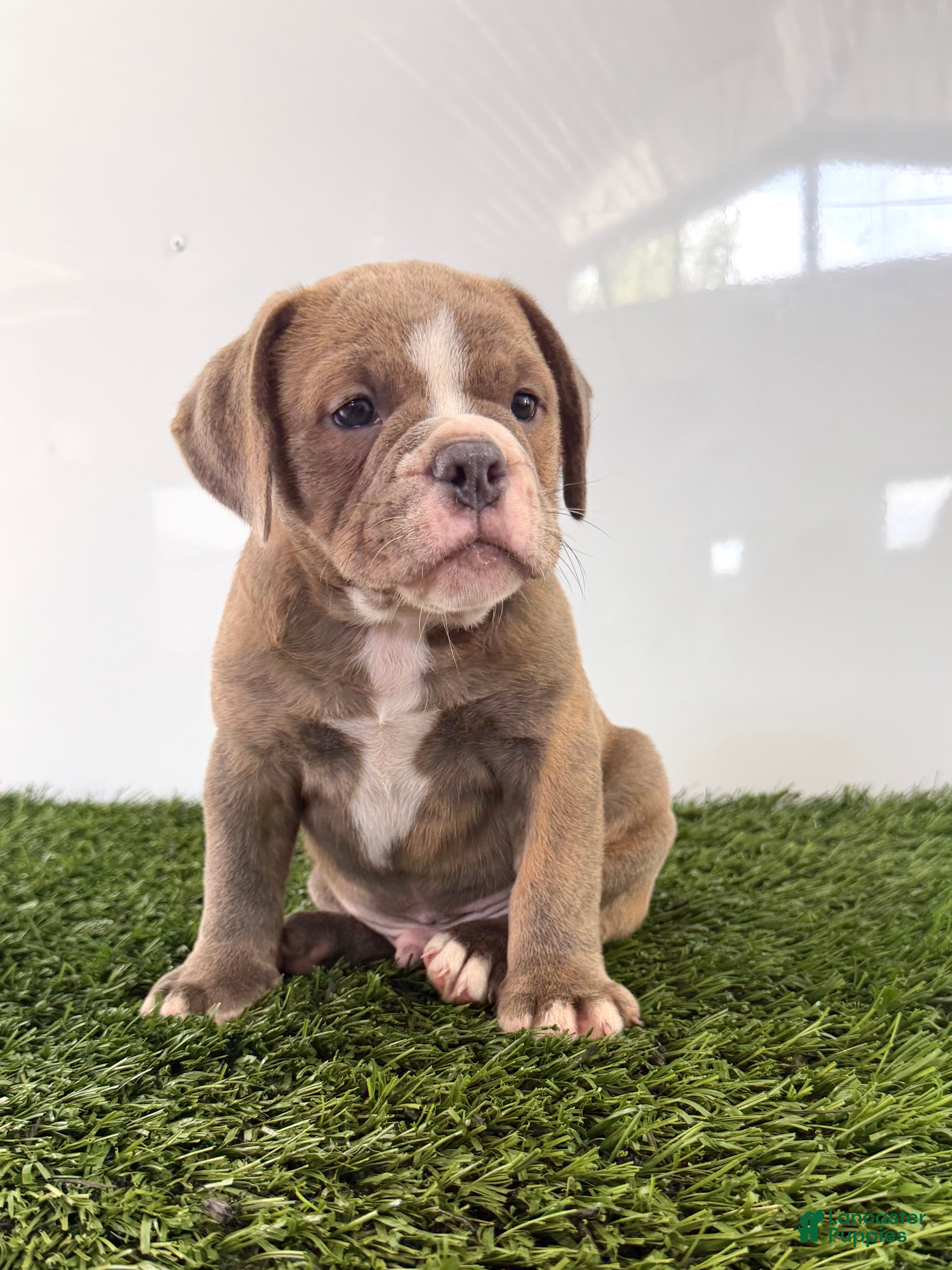 Olde English Bulldogge dogs Lane - Ad 1