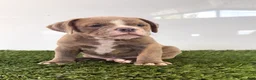 Olde English Bulldogge dogs for sale: Lane - Ad 1