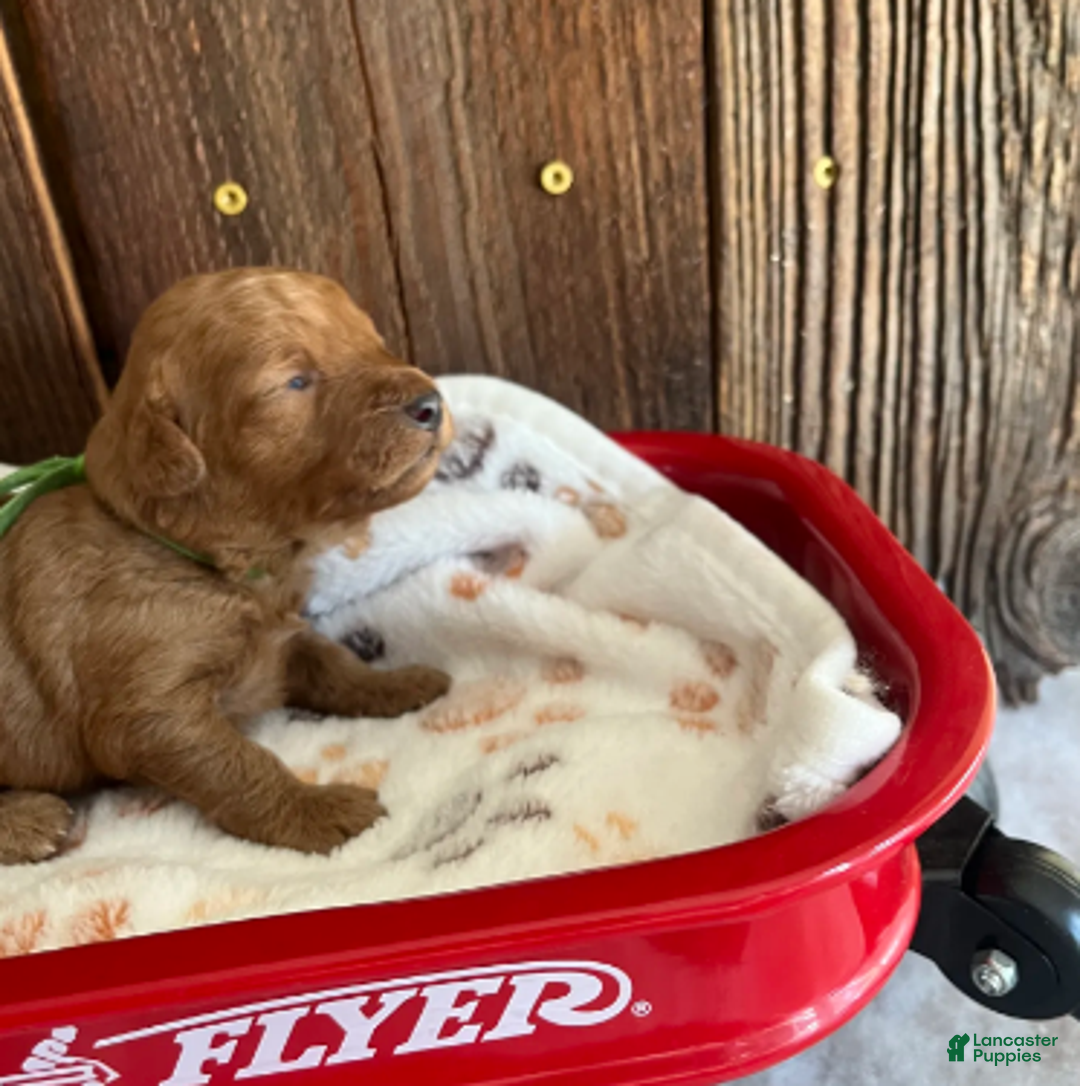 Mini Goldendoodle dogs for sale: Muffin - Ad 4