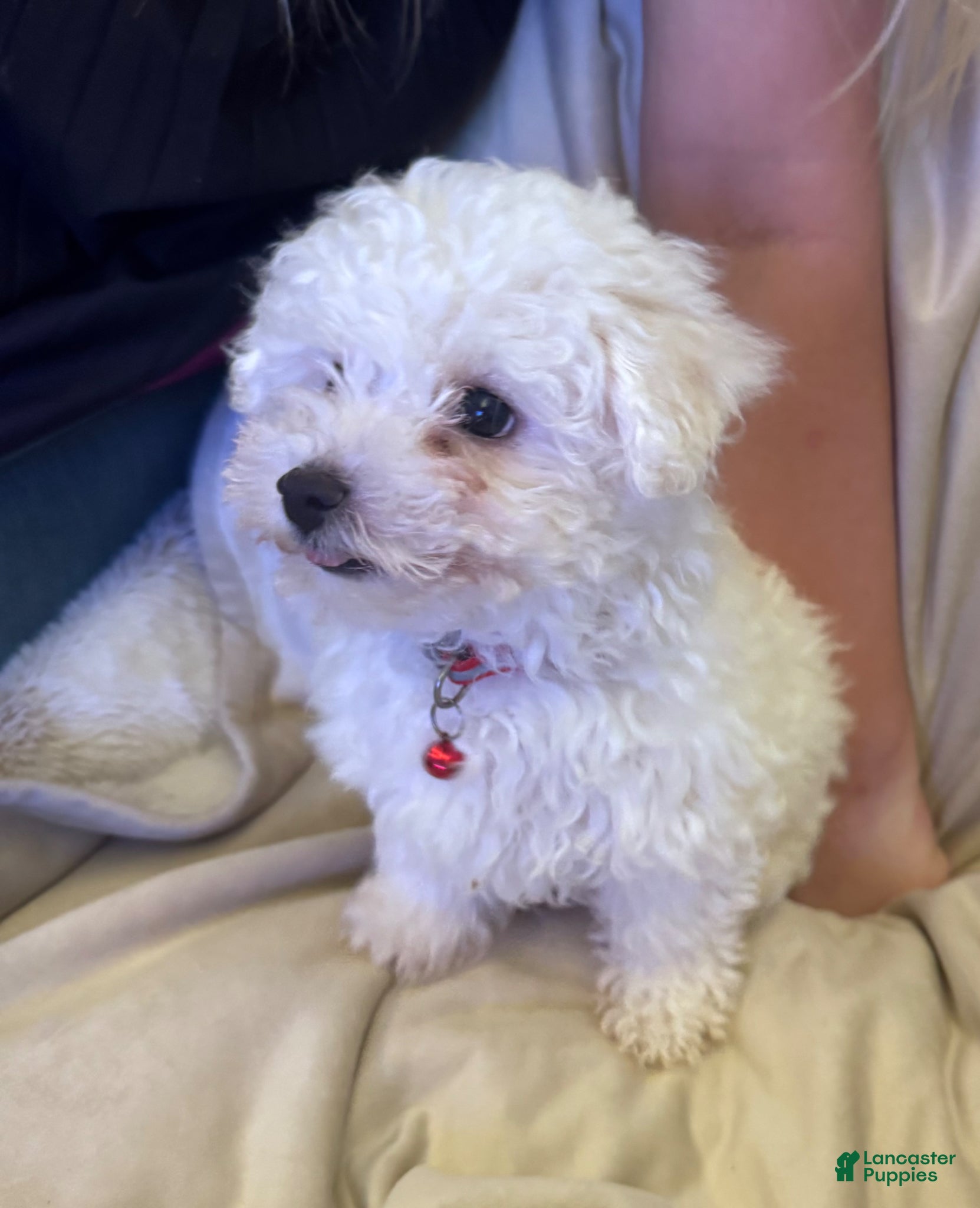 Bichon Frise dogs Bichon Frise Puppy 2 - Ad 1