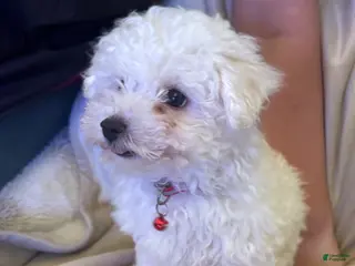 Bichon Frise dogs for sale: Bichon Frise Puppy 2 - Ad 2
