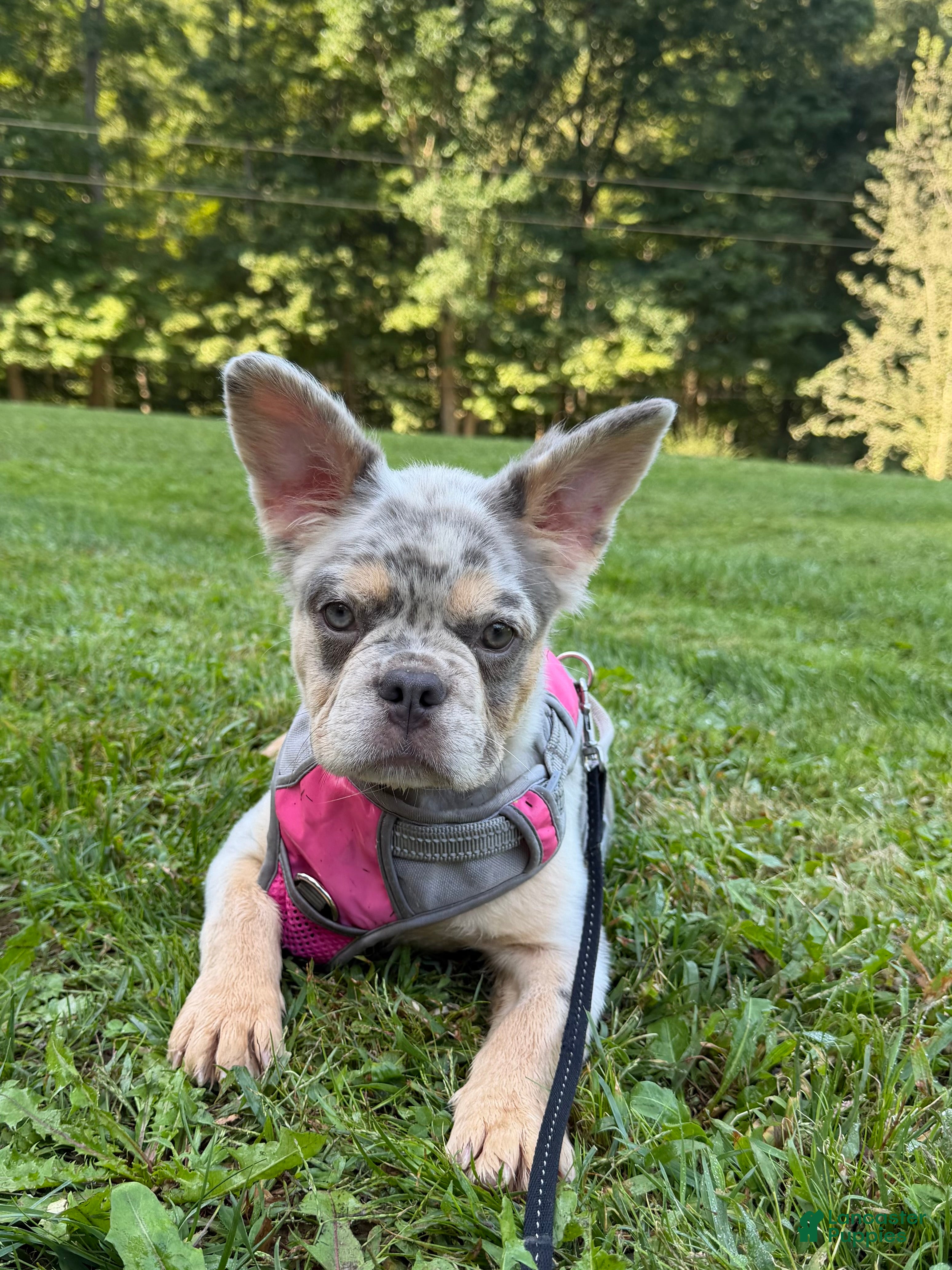 French Bulldog dogs for sale: Sophie - Ad 1
