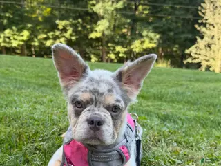 French Bulldog dogs Sophie - Ad 1
