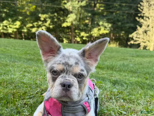 French Bulldog dogs Sophie - Ad 1
