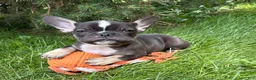 French Bulldog dogs for sale: Kitkat - Ad 4
