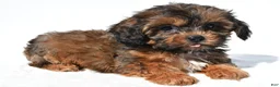 Shihpoo dogs for sale: Connor - Ad 4