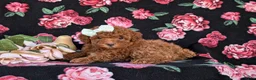 Cockapoo dogs for sale: Jemma Hypoallergenic - Ad 4