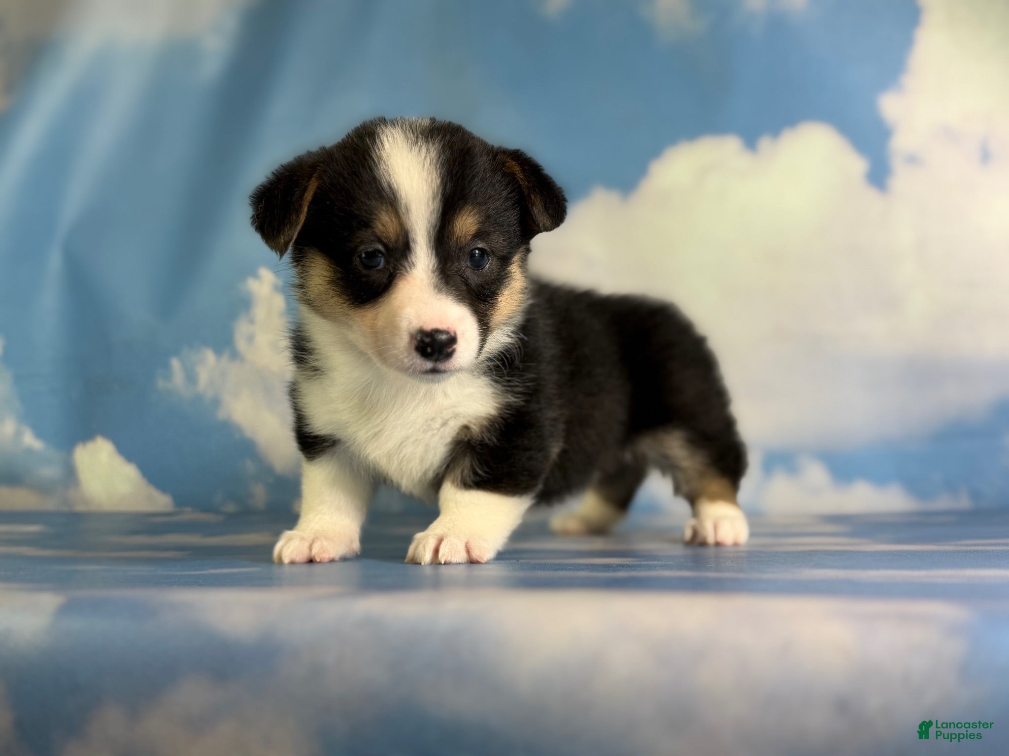Welsh Corgi Pembroke dogs Aca Delilah Natural bobtail Bluie and fluffy carrier triple clear - Ad 2