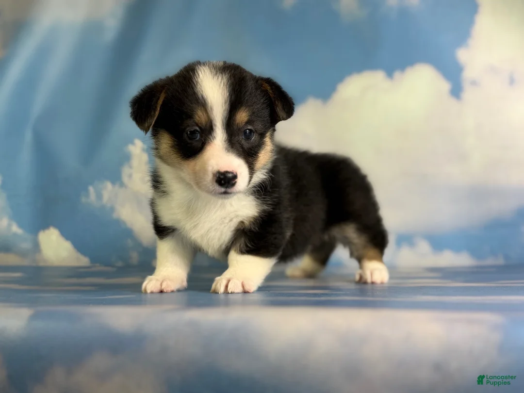 Welsh Corgi Pembroke dogs for sale: Aca Delilah Natural bobtail Bluie and fluffy carrier triple clear - Ad 2