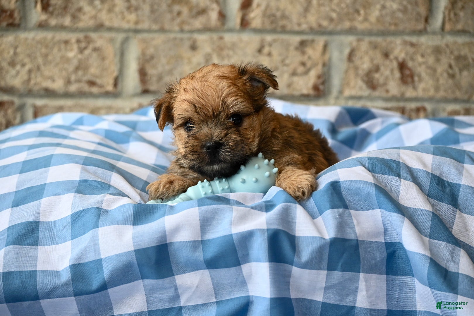 Morkie dogs Wally - Ad 2