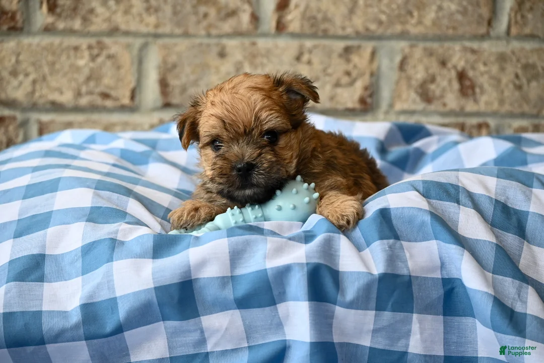 Morkie dogs for sale: Wally - Ad 2