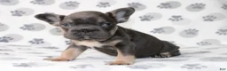 French Bulldog dogs for sale: Rosie - Ad 3