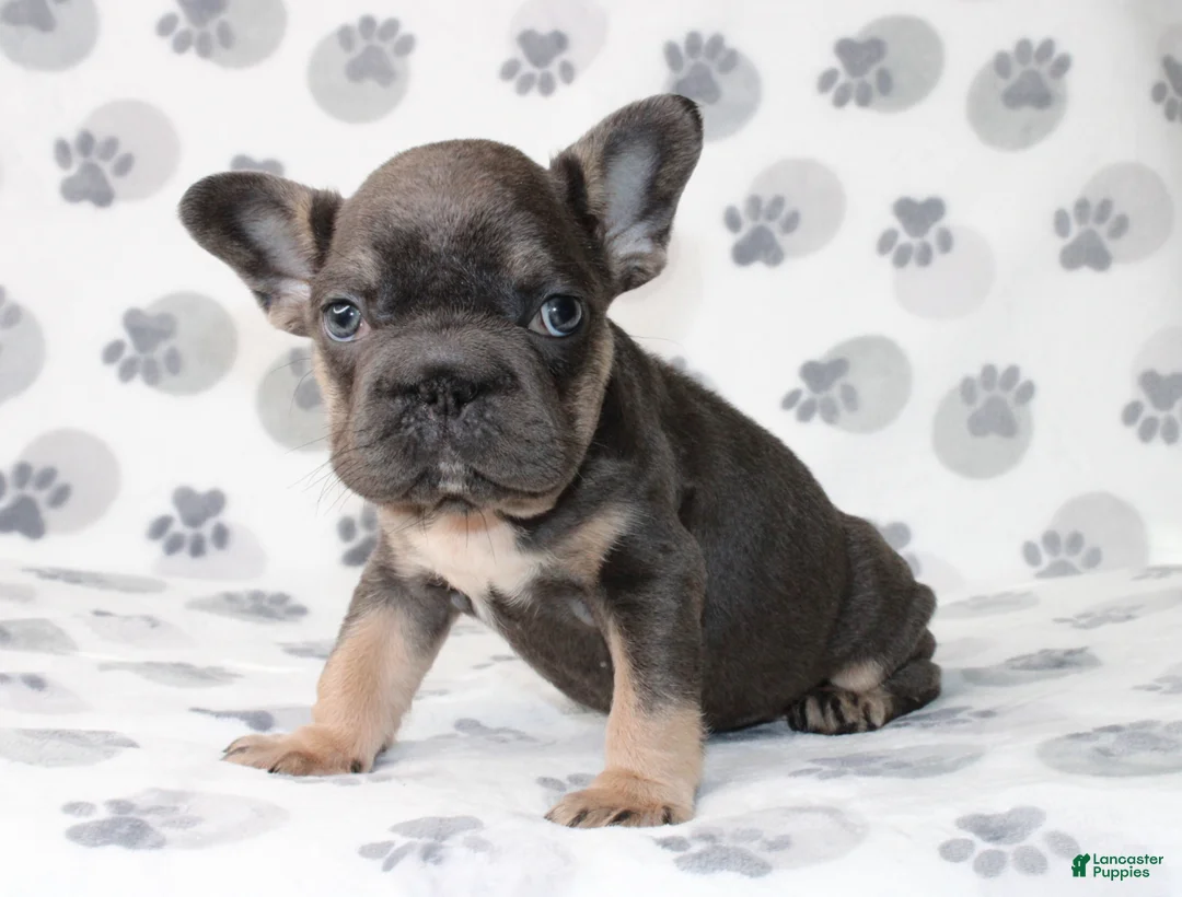 French Bulldog dogs for sale: Rosie - Ad 3
