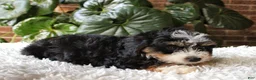Mini Bernedoodle dogs for sale: Molly - Ad 3
