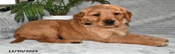 Golden Retriever dogs for sale: Seriphina - Ad 1